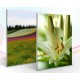 Mounted Canvas Print